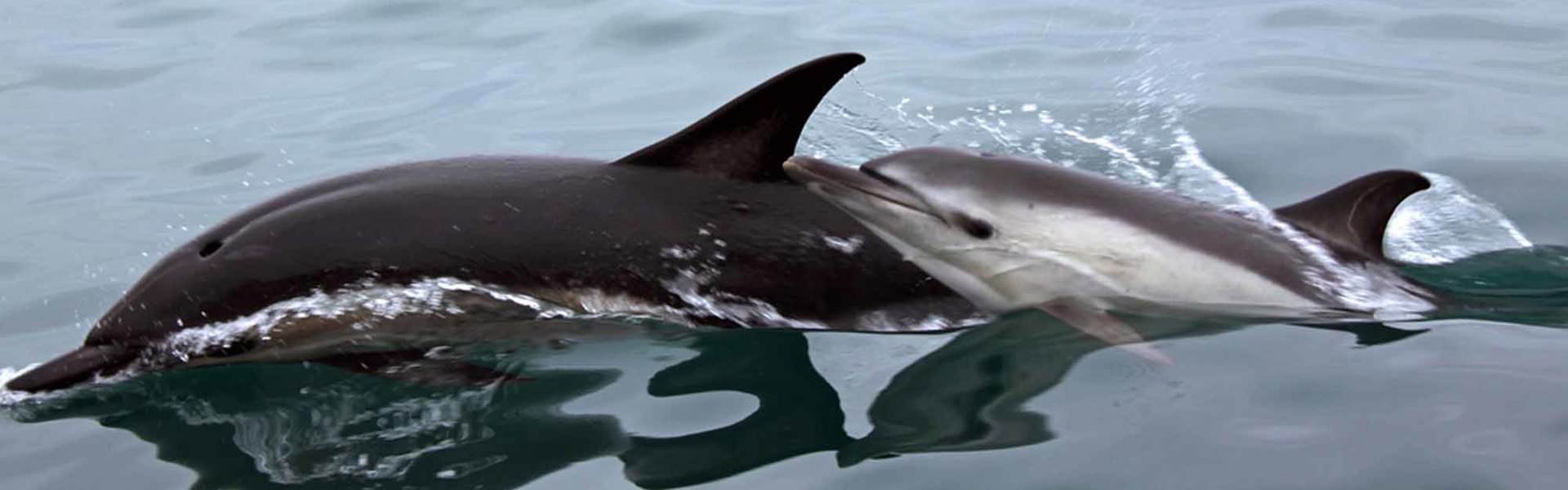 Dolphins