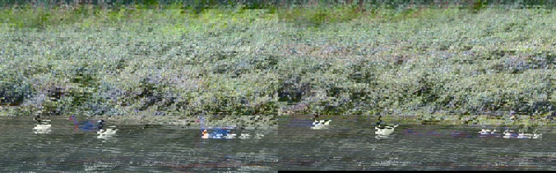 Shelducks