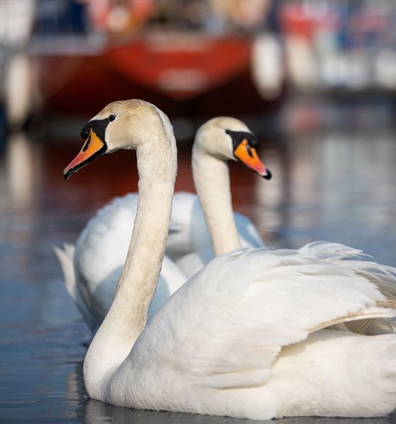 Continuing to meet our statutory commitment to protecting the Waterway's environment
